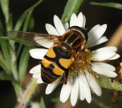 Helophilus fasciatus