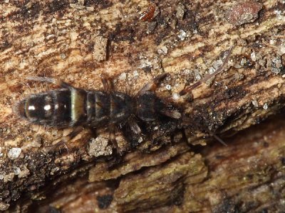 Orchesella cincta