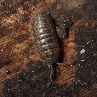 Pillbug - Armadillidium vulgare