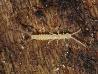 Two-pronged Bristletail - Diplura - Campodeidae