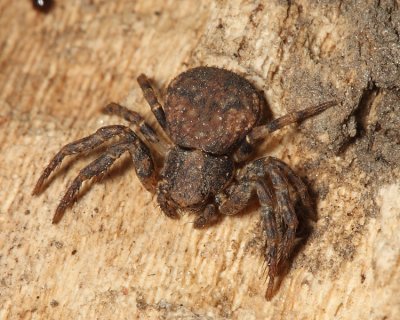 Bark Crab Spider - Bassaniana sp.