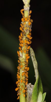 Oleander Aphids - Aphis nerii