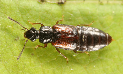 Ocellate Rove Beetles - Subfamily Omaliinae