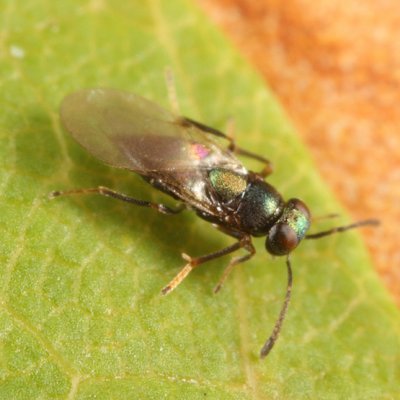 Encyrtidae