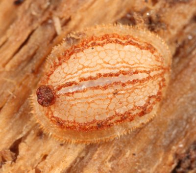 Microdon (larva)