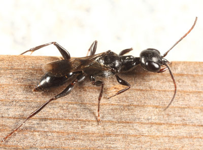Cockroach Wasps - Ampulicidae