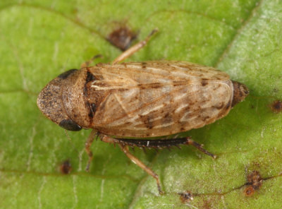 Anoscopus serratulae (female)