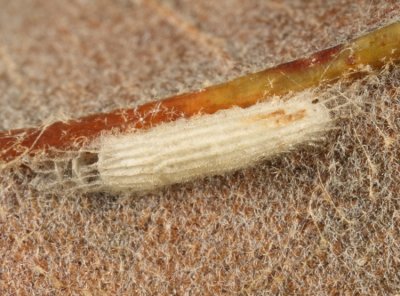 Bucculatrix cocoon