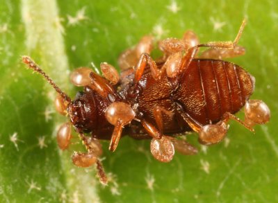 Cryptophagus laticollis (loaded with phoretic mites)