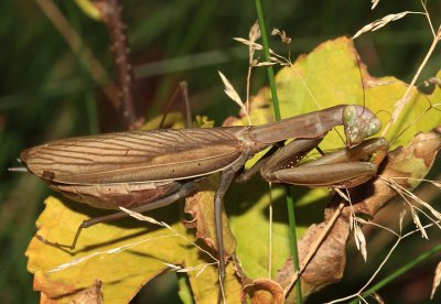 European Mantis - Mantis religiosa