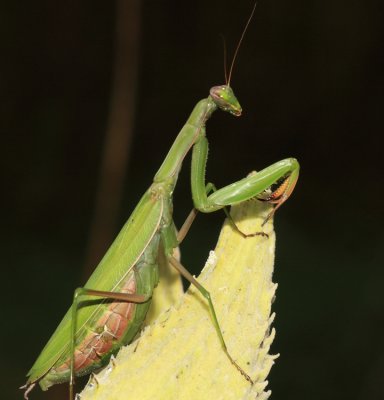 European Mantis - Mantis religiosa