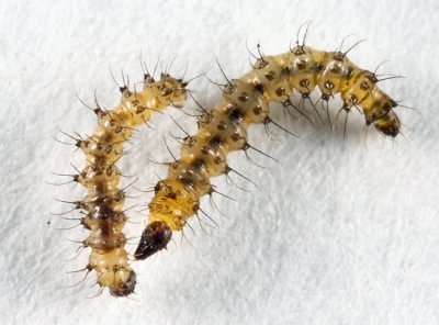 Forcipomyia sp. (larvae)