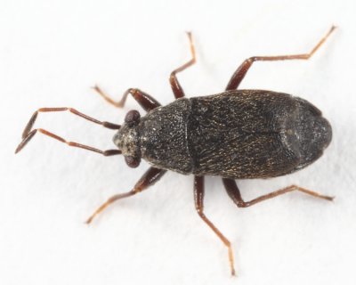 Stygnocoris rusticus