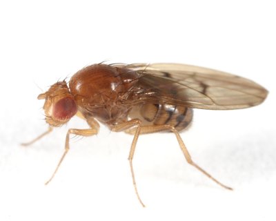 Drosophila sp.