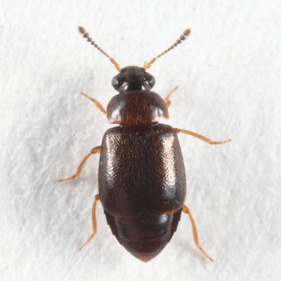 Rove Beetles - Subfamily Proteininae