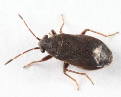 Stygnocoris rusticus