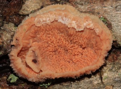 Phlebia (=Merulius) tremellosa