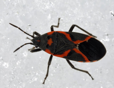 Small Milkweed Bug (on the snow) - Lygaeus kalmii