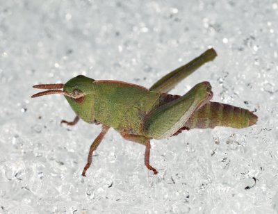 Northern Green-striped Grasshopper (on the snow) - Chortophaga viridifasciata