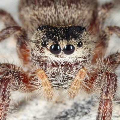 Phidippus princeps