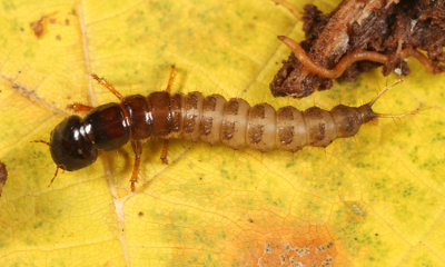 Platydracus (larva)