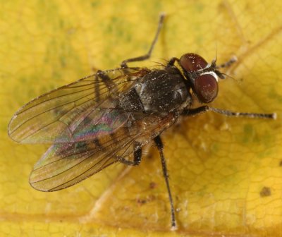 Muscid Flies - Fanniidae