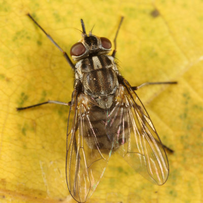 Stable Fly - Stomoxys calcitrans