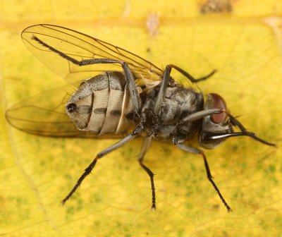 Stable Fly - Stomoxys calcitrans