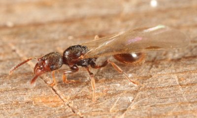 Stenamma brevicorne