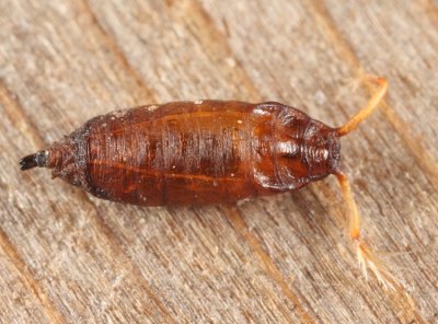 Drosophilidae (pupa)