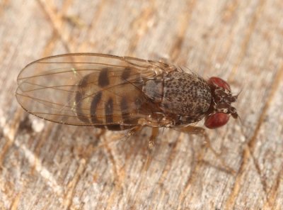 Drosophila repleta group