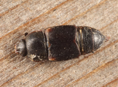 Dusky Sap Beetle - Carpophilus lugubris