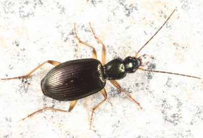 Agonum extensicolle