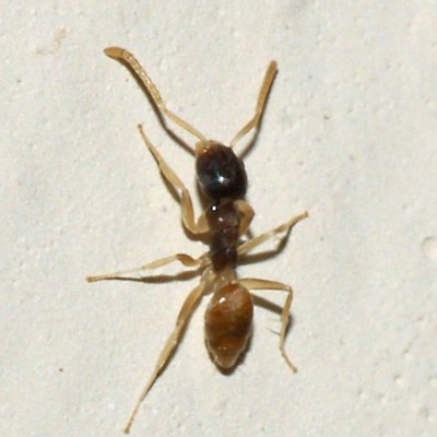Ghost Ant - Tapinoma melanocephalum
