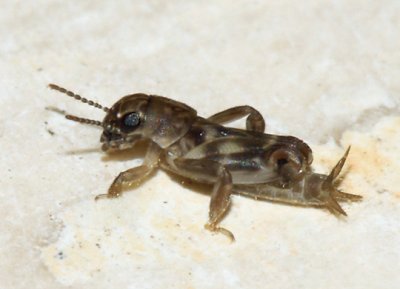 Pygmy Mole Cricket - Tridactylidae - Ellipes sp.
