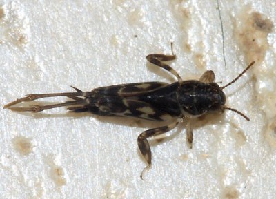 Pygmy Mole Cricket - Tridactylidae - Ellipes sp.