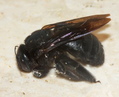 Xylocopa mordax (female)