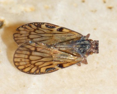 Bothriocera sp. (Cixiidae)