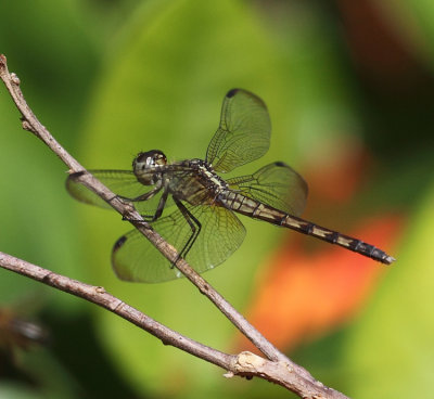 Dominican Dragonflies