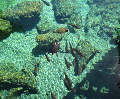 Fish & Dominican Sliders in a clear water pool