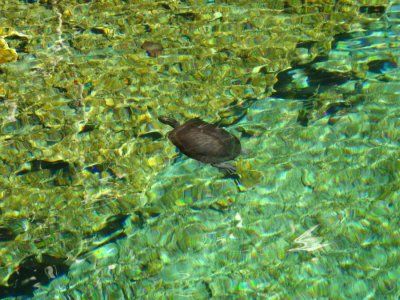 Dominican Slider - Trachemys stejnegeri vicina