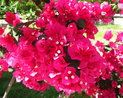 Bougainvillea