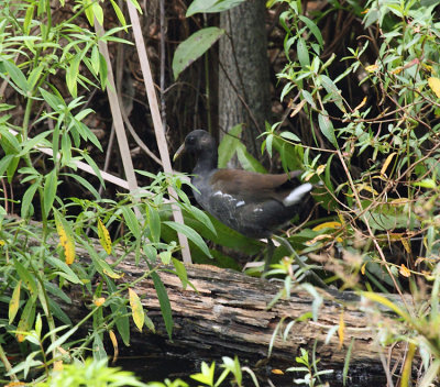 Common Gallinule - Gallinula galeata (immature)