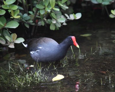 Common Gallinule - Gallinula galeata