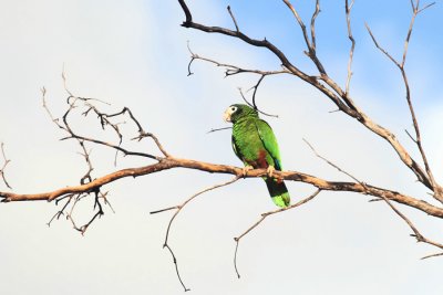 Hispaniolan Parrot - Amazona ventralis