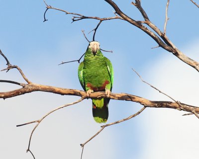 Hispaniolan Parrot - Amazona ventralis