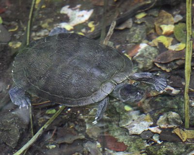 Dominican Slider - Trachemys stejnegeri vicina