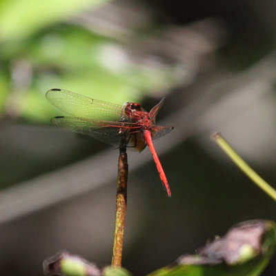 Dythemis rufinervis (male)