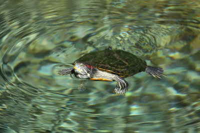 Red-eared Slider - Trachemys scripta elegans