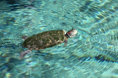 Red-eared Slider - Trachemys scripta elegans